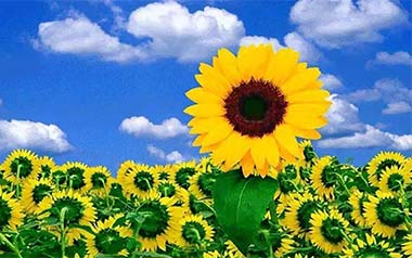 Sunflower独奏谱_孙培博_太阳花独奏曲谱六线谱_拇指弹拨吉他教程
