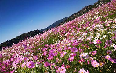 百花香吉他六线谱_王小帅_G调扫弦节奏版_高清图片六线谱