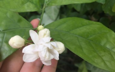 茉莉花吉他六线谱_Miumiu_C调简单版吉他六线谱_吉他弹唱伴奏示范