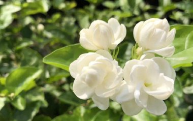 茉莉花拇指弹拨吉他六线谱_小NO师傅_原版编配独奏谱_器乐独奏谱六线谱
