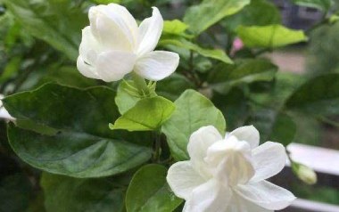 茉莉花拇指弹拨吉他六线谱_儿歌_原版编配独奏谱_吉他独奏六线谱