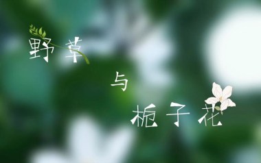 野草与栀子花吉他六线谱_林三七_C调原版编配弹唱伴奏谱_吉他图片谱