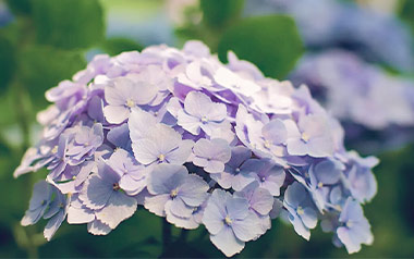 紫阳花拇指弹拨吉他六线谱_Gin_原版编配独奏谱_吉他独奏六线谱